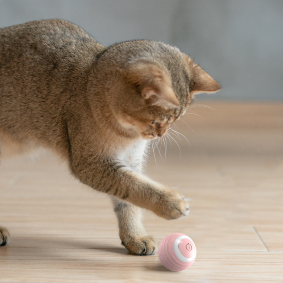 JumpPaws-boll GRATIS
